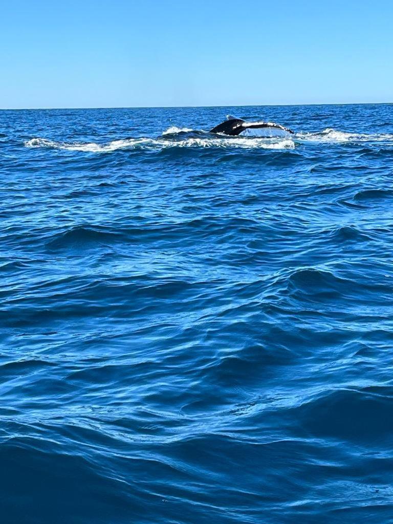 Hotel- Whale Tours And Sport Fishing Vista Mag-Bay Puerto San Carlos 外观 照片