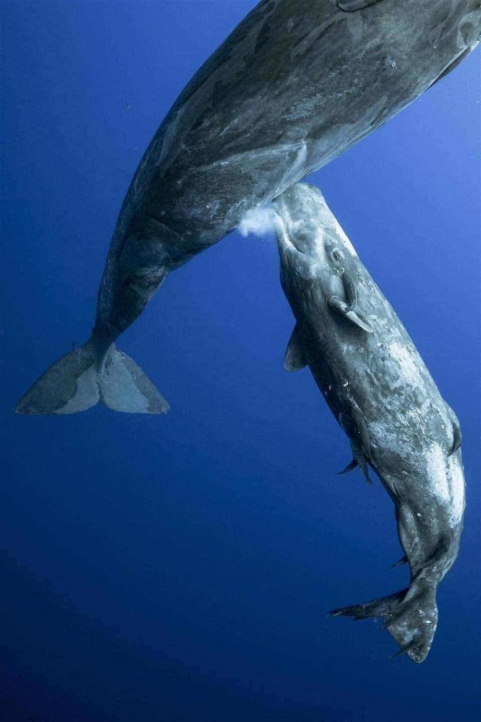 Hotel- Whale Tours And Sport Fishing Vista Mag-Bay Puerto San Carlos 外观 照片